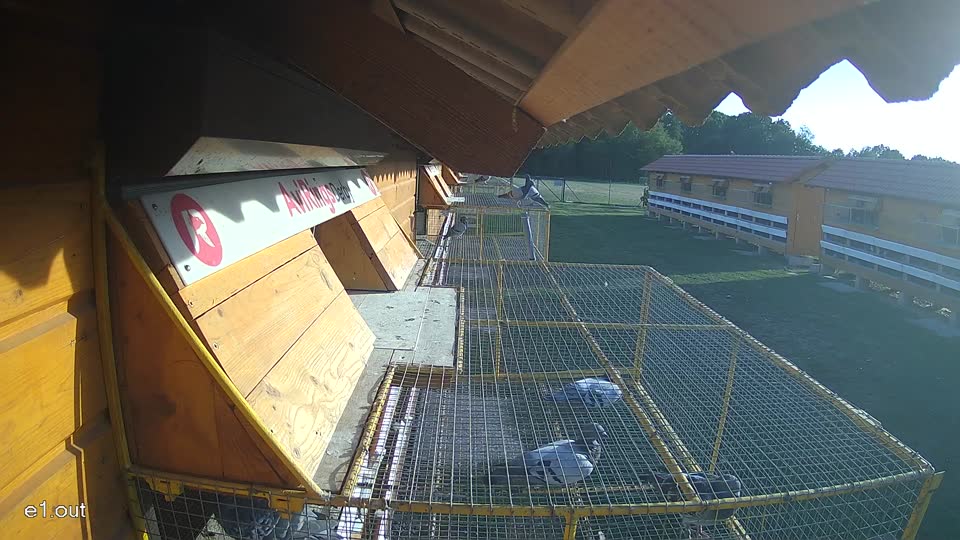Pigeon Arrival Image For Race Race 5
