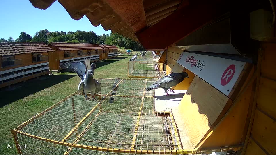 Pigeon Arrival Image For Race Race 3