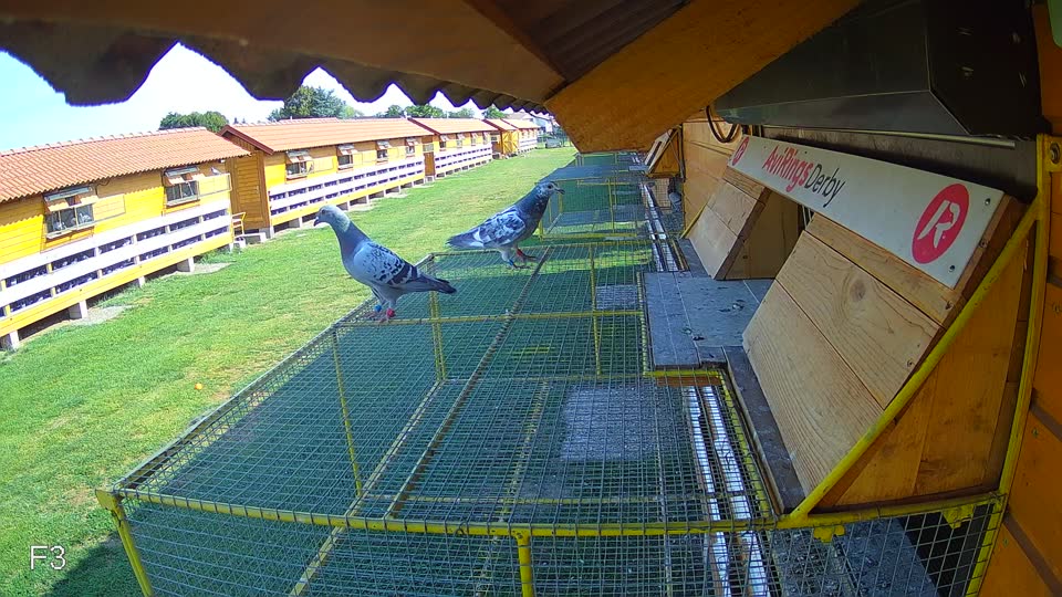 Pigeon Arrival Image For Race Race 1