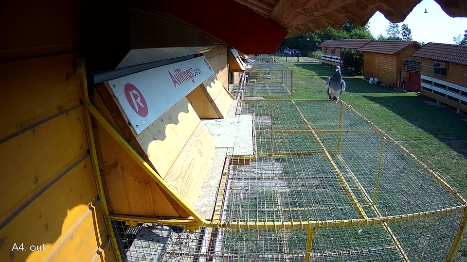 Pigeon Arrival Image For Race Race 1