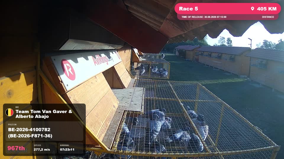 Pigeon Arrival Image For Race Race 5