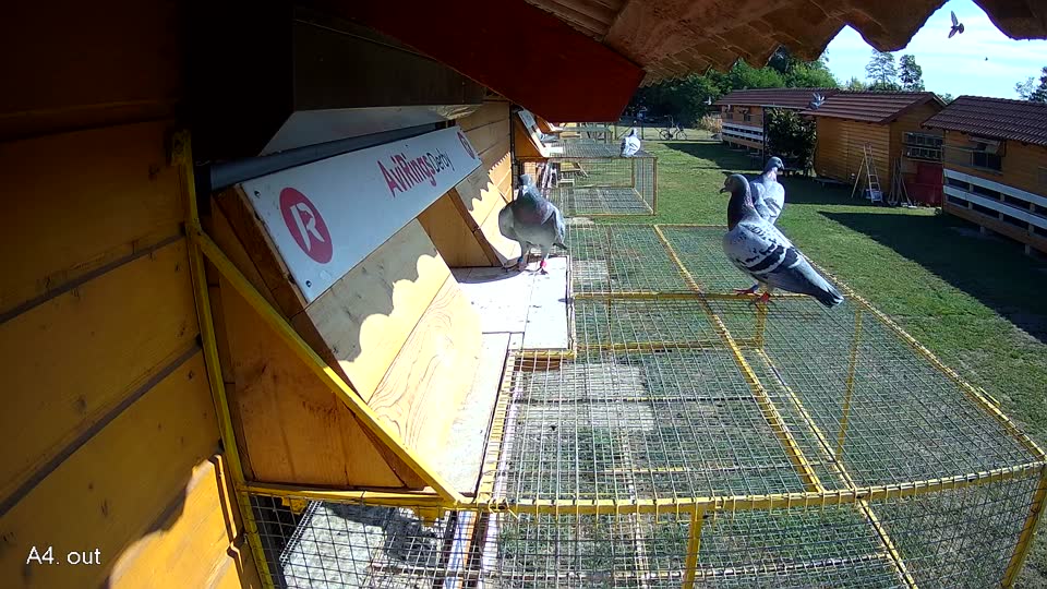 Pigeon Arrival Image For Race Race 2