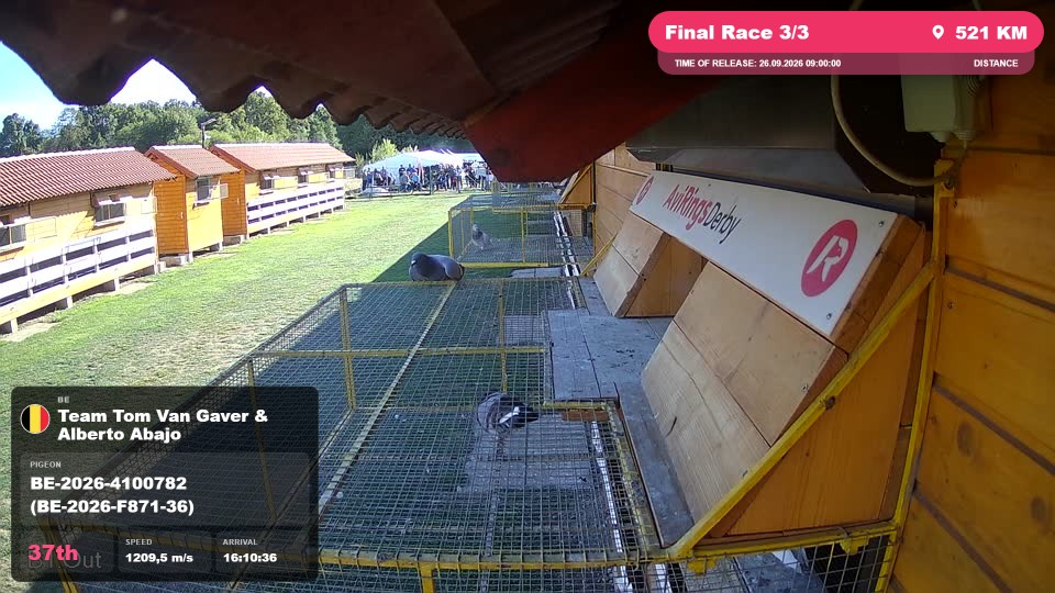 Pigeon Arrival Image For Race Final Race 3/3