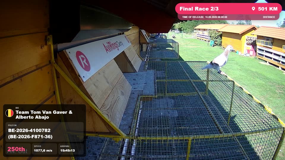 Pigeon Arrival Image For Race Final Race 2/3