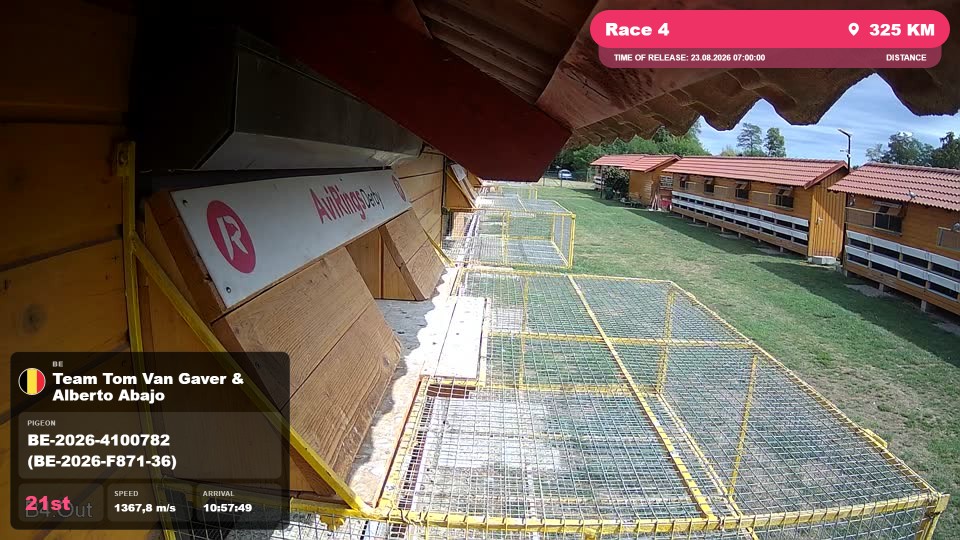 Pigeon Arrival Image For Race Race 4