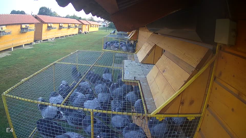 Pigeon Arrival Image For Race Race 3