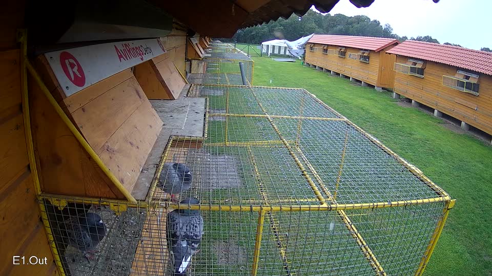 Pigeon Arrival Image For Race Final race 3