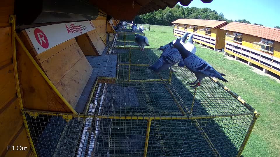 Pigeon Arrival Image For Race Race 2