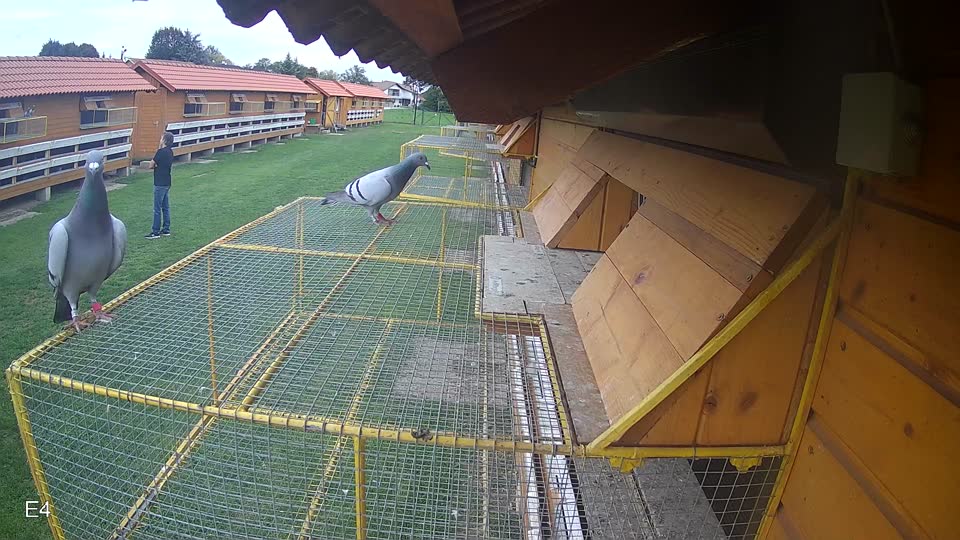 Pigeon Arrival Image For Race Final race 2