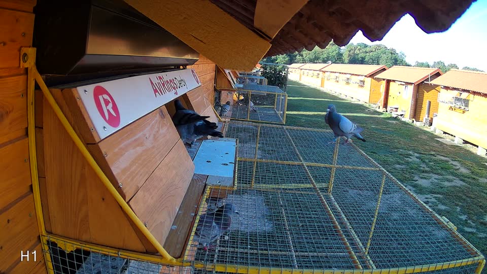 Pigeon Arrival Image For Race Race 5