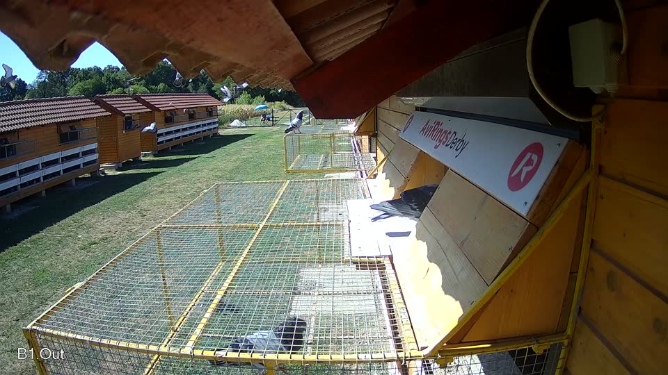 Pigeon Arrival Image For Race Race 3