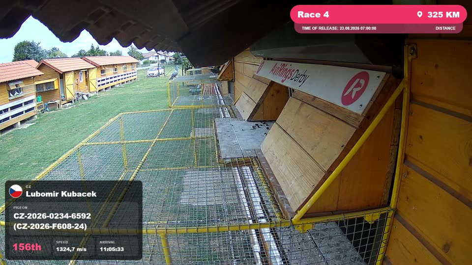 Pigeon Arrival Image For Race Race 4