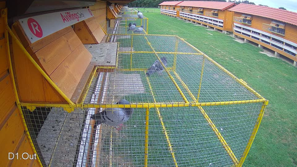 Pigeon Arrival Image For Race Race 6