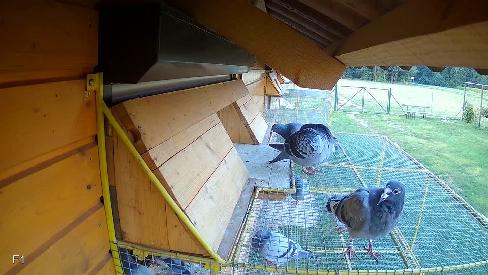 Pigeon Arrival Image For Race Race 4