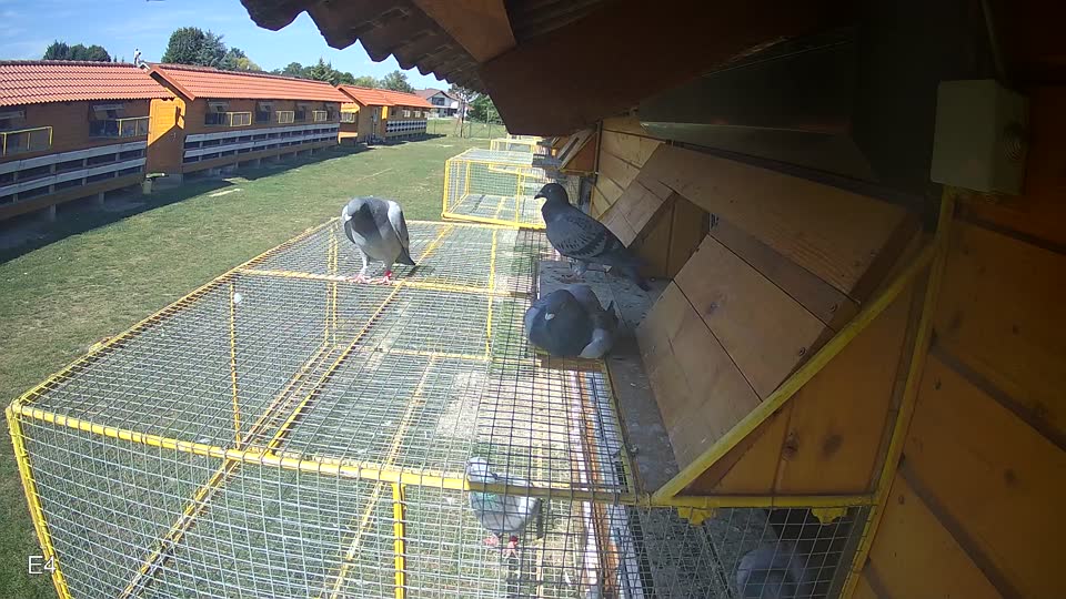 Pigeon Arrival Image For Race Race 5