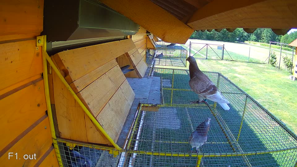 Pigeon Arrival Image For Race Race 2