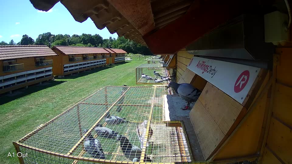 Pigeon Arrival Image For Race Race 2