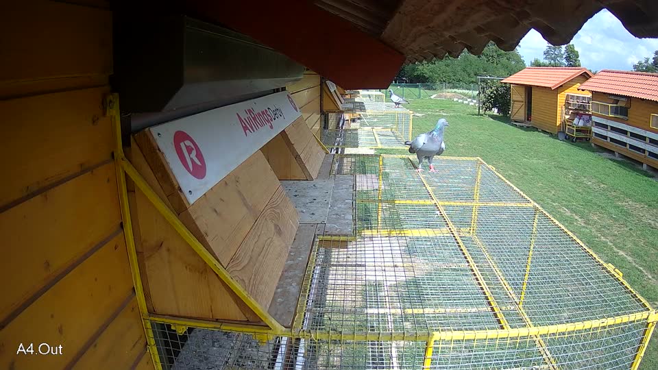 Pigeon Arrival Image For Race Race 6