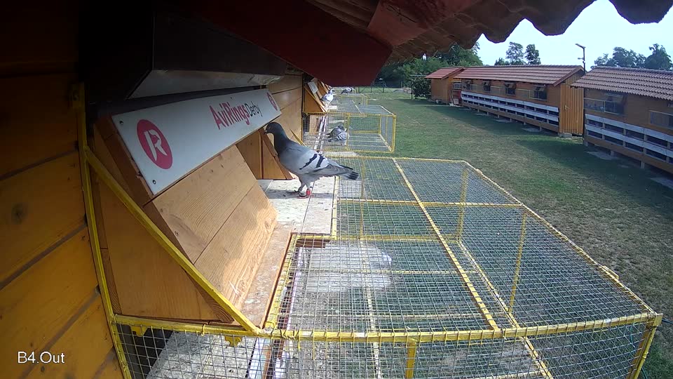 Pigeon Arrival Image For Race Race 4