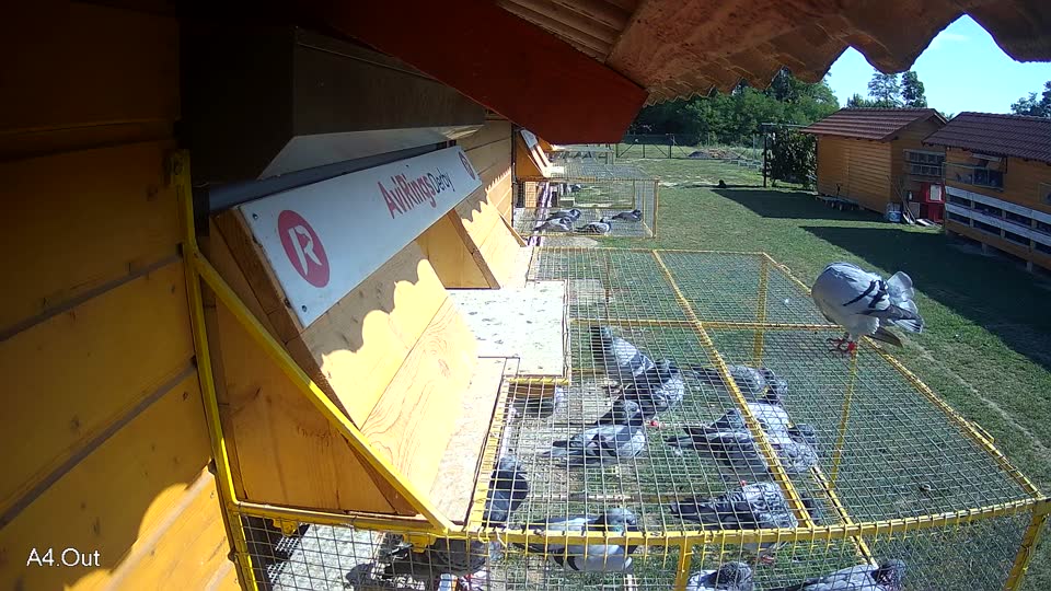 Pigeon Arrival Image For Race Race 5