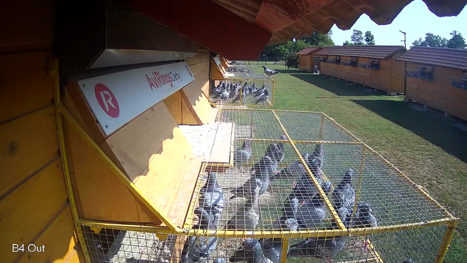 Pigeon Arrival Image For Race Race 3