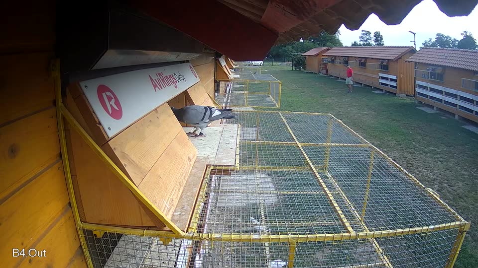 Pigeon Arrival Image For Race Race 4