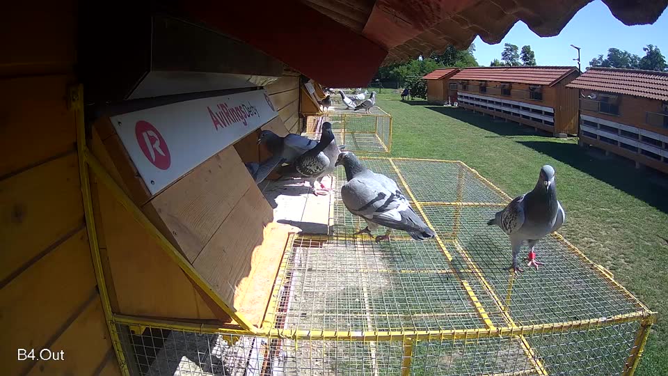 Pigeon Arrival Image For Race Race 2