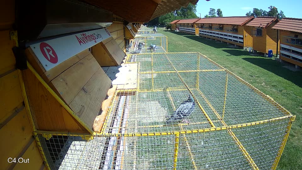 Pigeon Arrival Image For Race Race 5