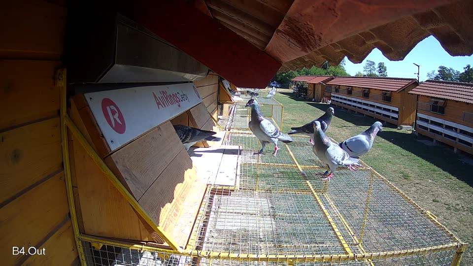 Pigeon Arrival Image For Race Race 3