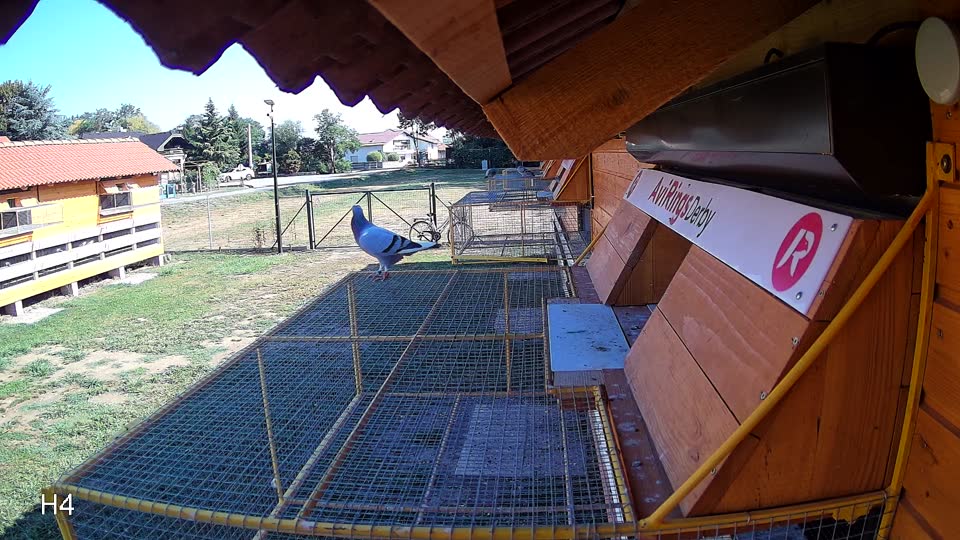 Pigeon Arrival Image For Race Race 2