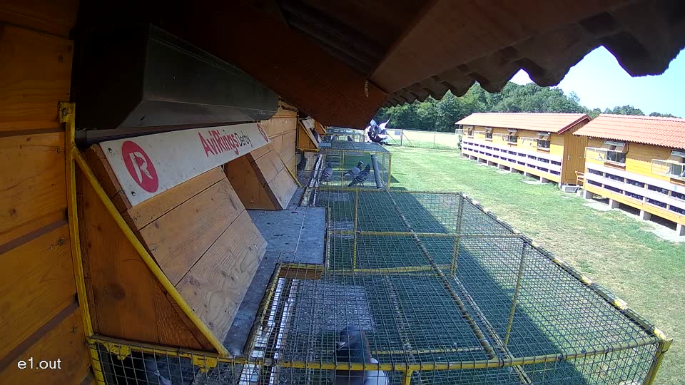 Pigeon Arrival Image For Race Race 1