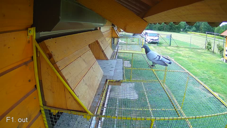 Pigeon Arrival Image For Race Race 4
