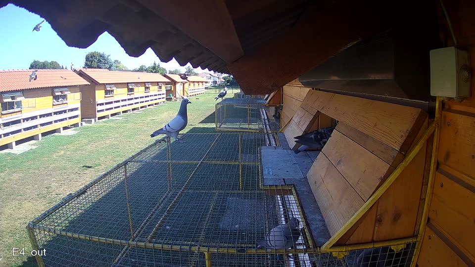 Pigeon Arrival Image For Race Race 2