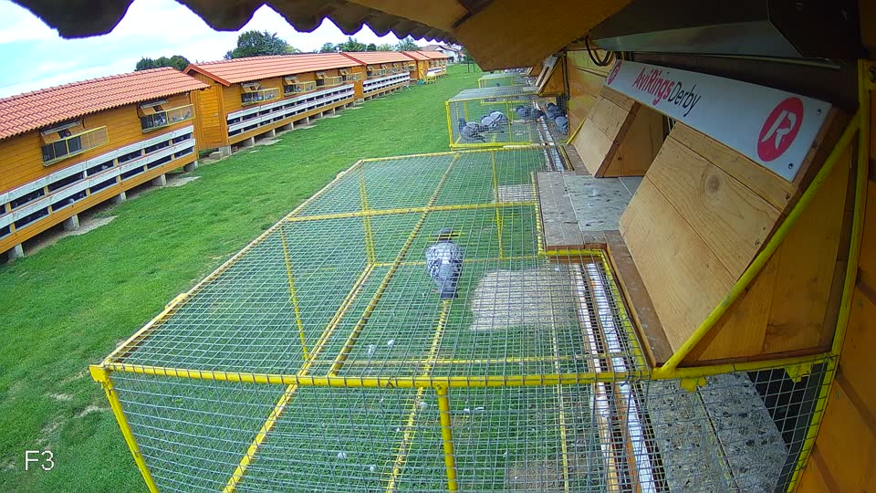 Pigeon Arrival Image For Race Race 6