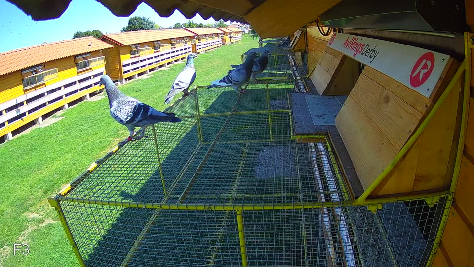 Pigeon Arrival Image For Race Race 2