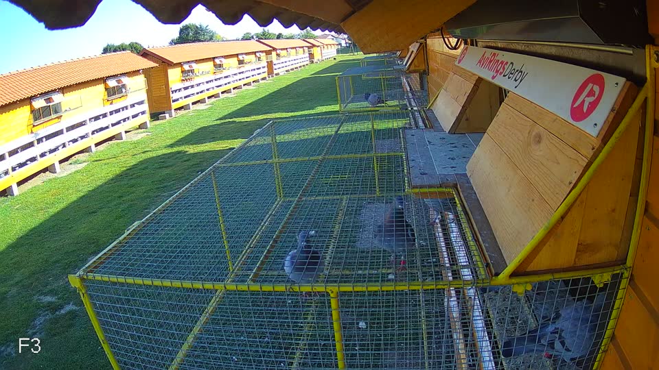 Pigeon Arrival Image For Race Race 5