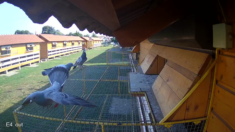 Pigeon Arrival Image For Race Race 1