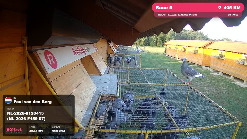 Pigeon Arrival Image For Race Race 5