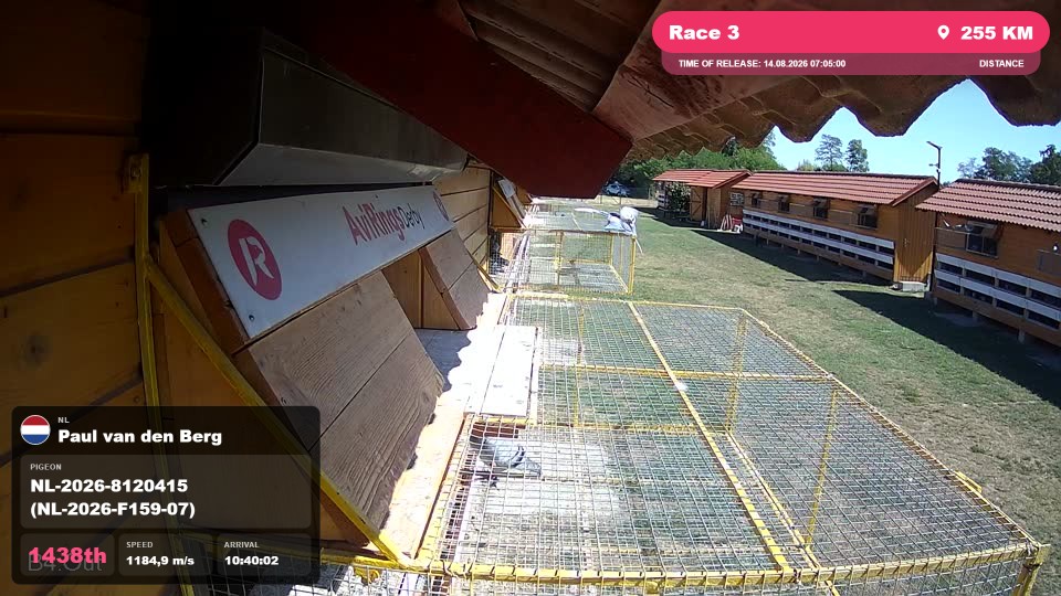 Pigeon Arrival Image For Race Race 3