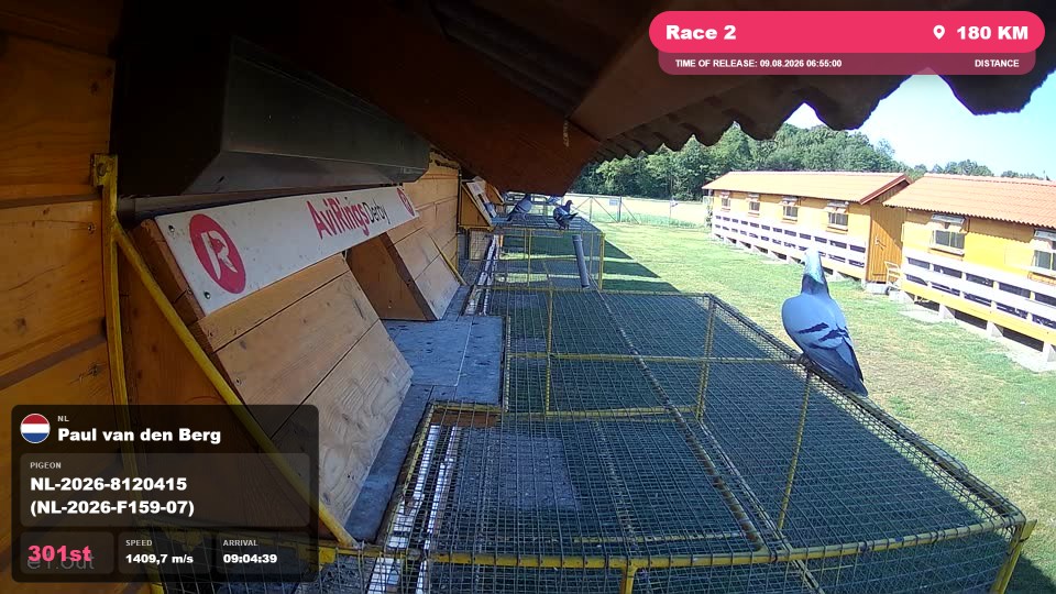 Pigeon Arrival Image For Race Race 2