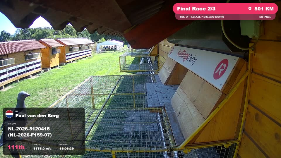 Pigeon Arrival Image For Race Final Race 2/3
