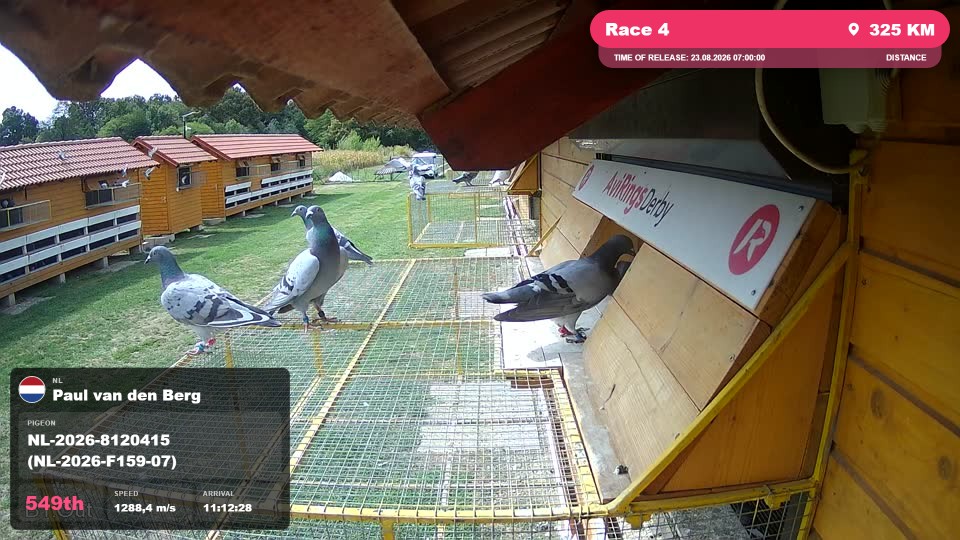 Pigeon Arrival Image For Race Race 4