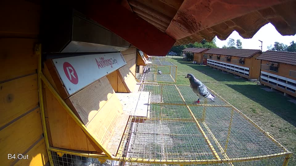Pigeon Arrival Image For Race Race 1