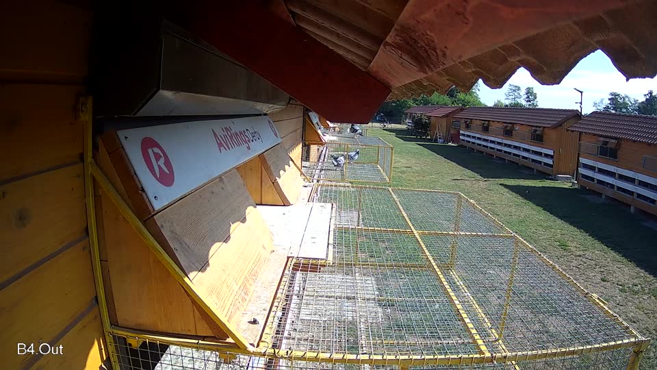 Pigeon Arrival Image For Race Race 2