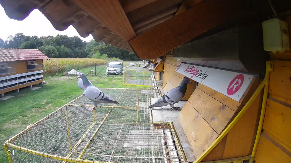 Pigeon Arrival Image For Race Race 4