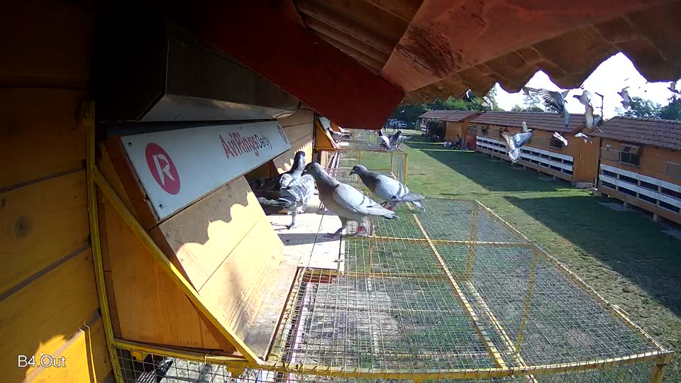 Pigeon Arrival Image For Race Race 1