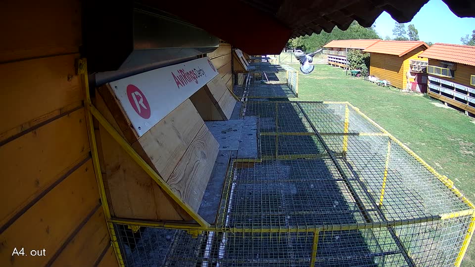 Pigeon Arrival Image For Race Final Race 1/3