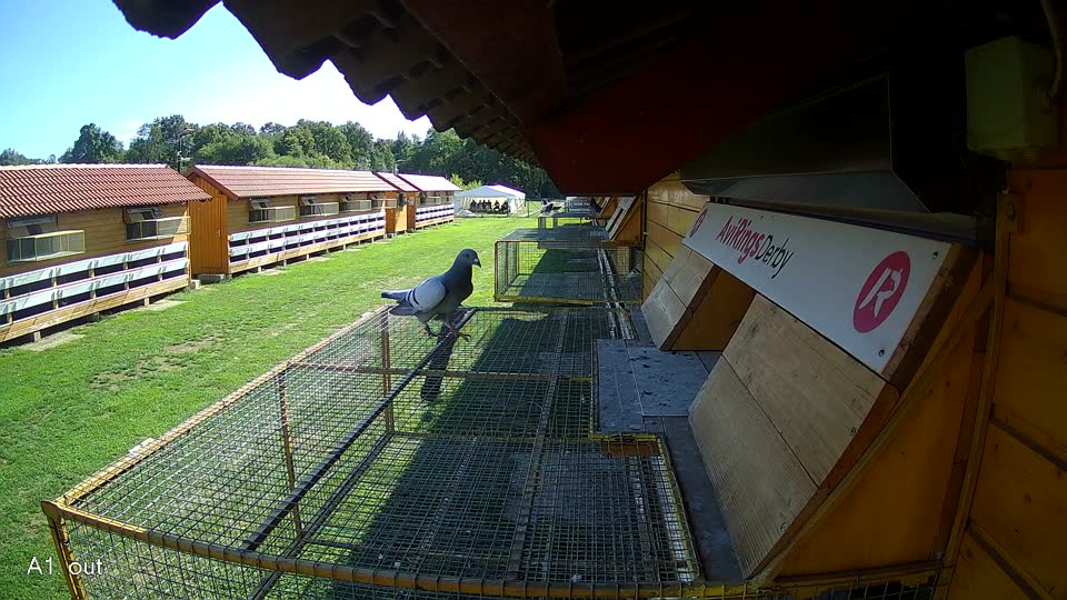 Pigeon Arrival Image For Race Final Race 2/3