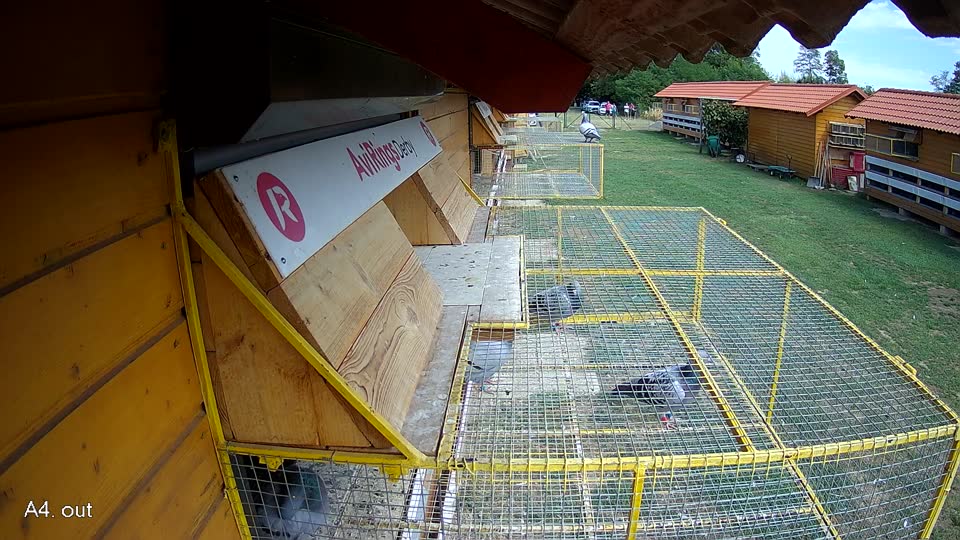 Pigeon Arrival Image For Race Race 4