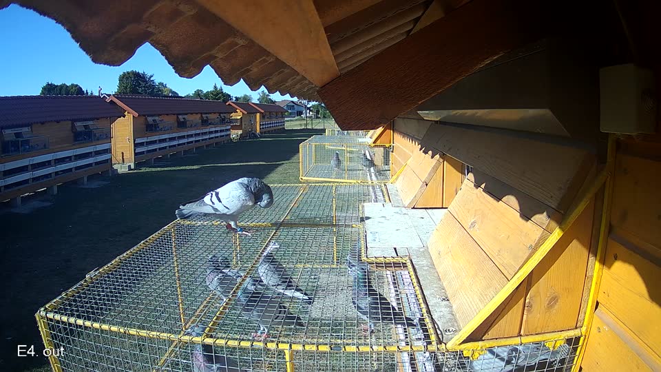 Pigeon Arrival Image For Race Race 3